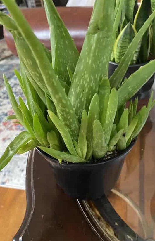 A rapidly growing Aloe Vera plant in a black plastic pot.