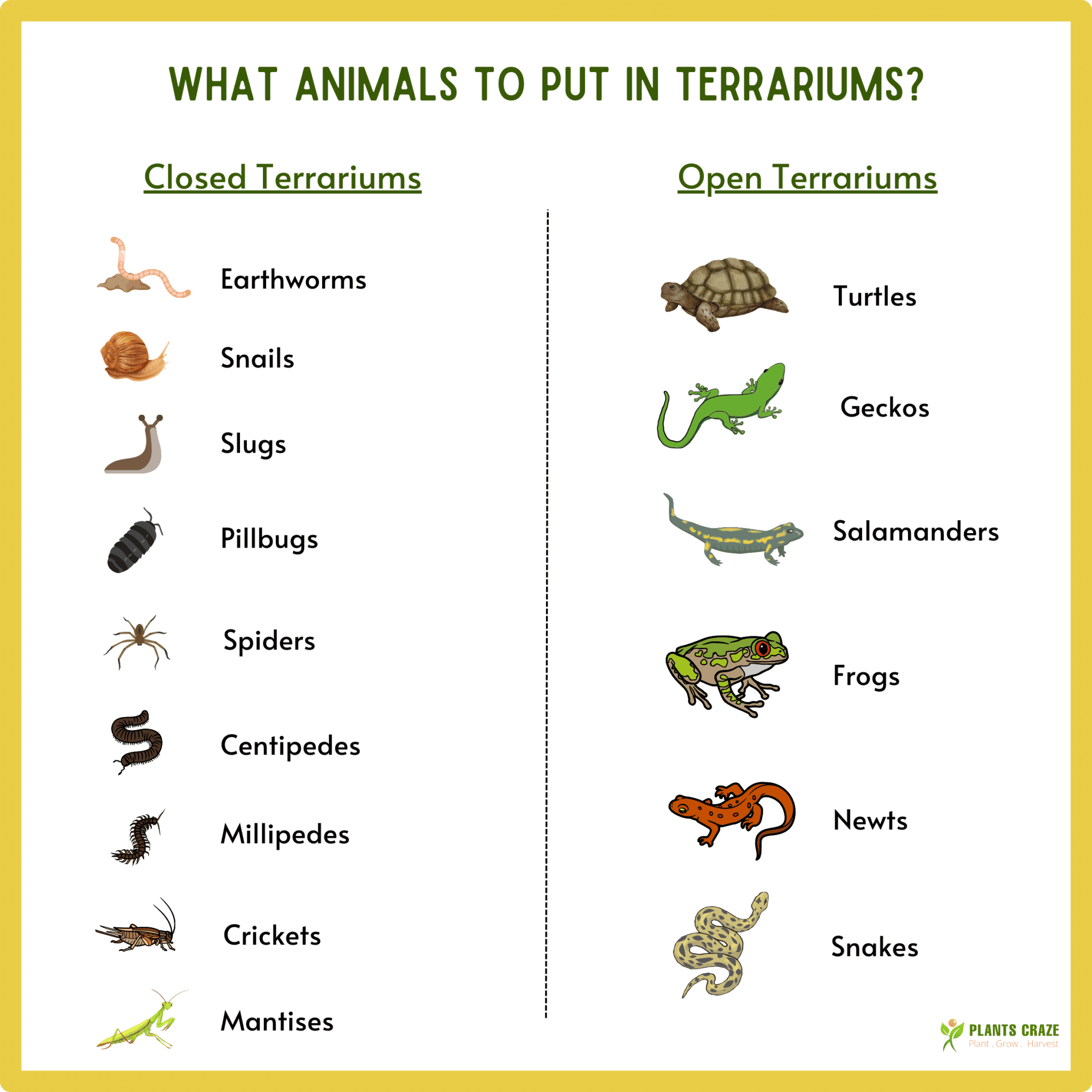 Image illustrates the type of animals to place inside an Animal Terrarium