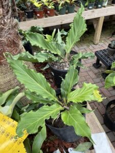 Anthurium Plowmanii