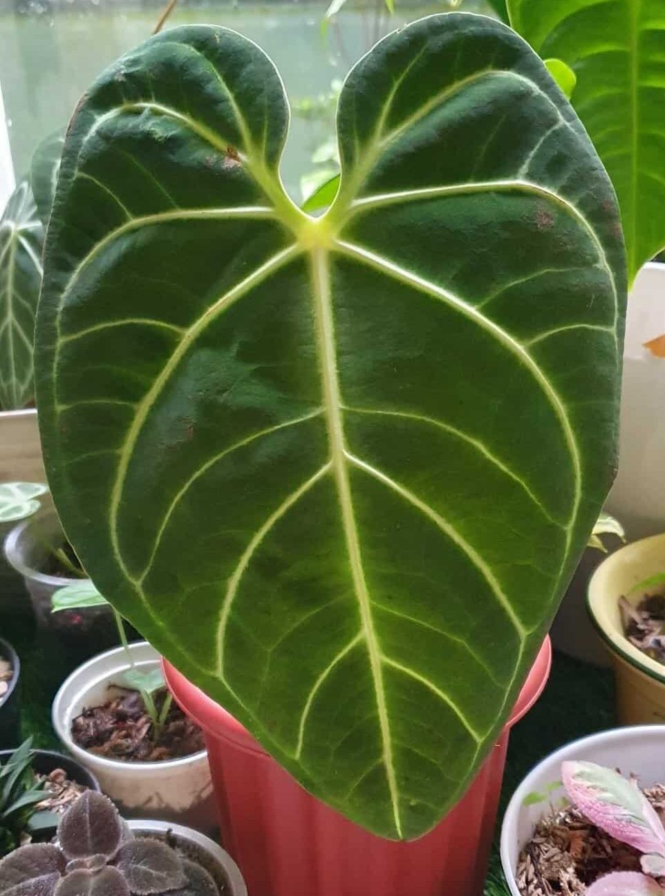 Anthurium Regale among other houseplants