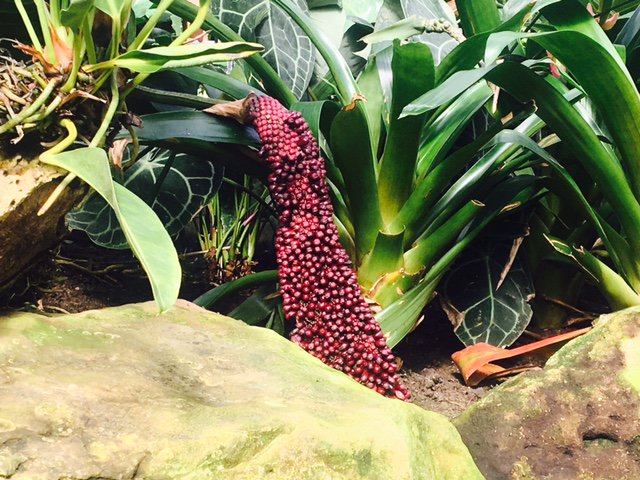 Anthurium-berries-attached-in-the-stem