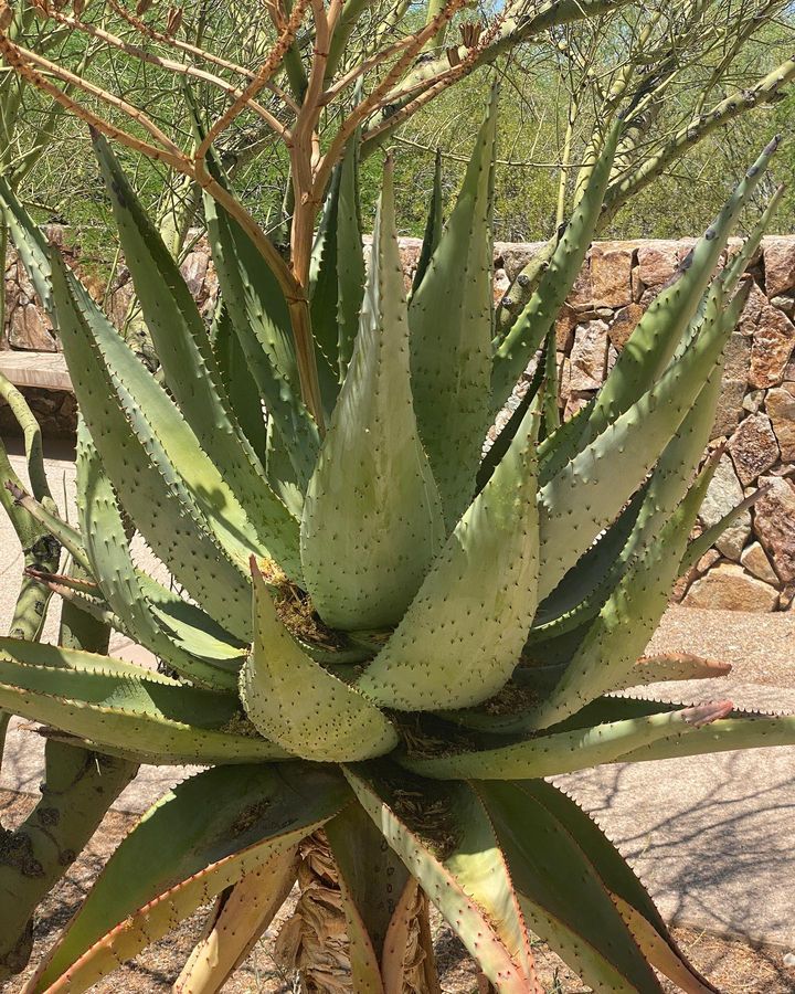 Mountain Aloe in the garden.