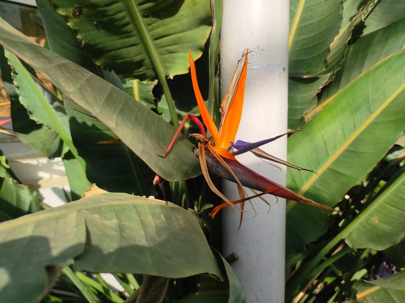 Bird of Paradise Light Requirements [Signs of Low and High Light!]