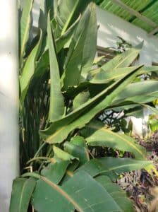 Leaves of "Bird of Paradise "