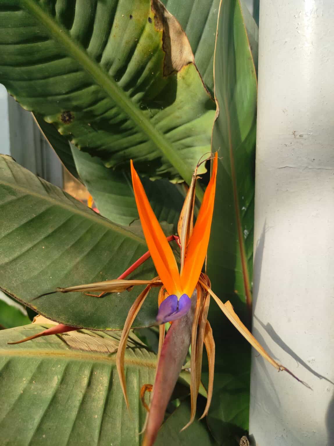 Reasons Behind Bird Of Paradise Leaves Curling