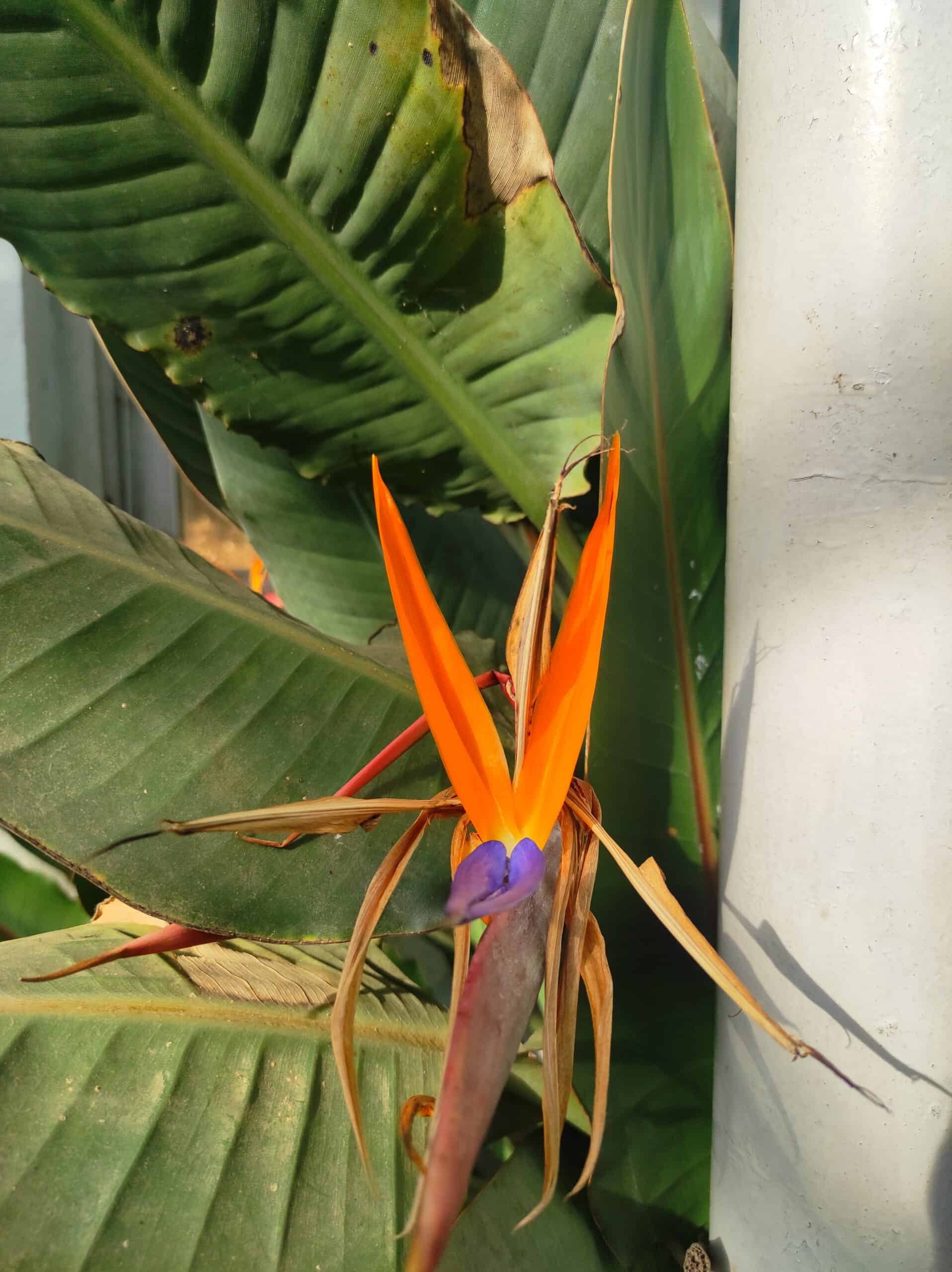 Bird of Paradise leaves curling