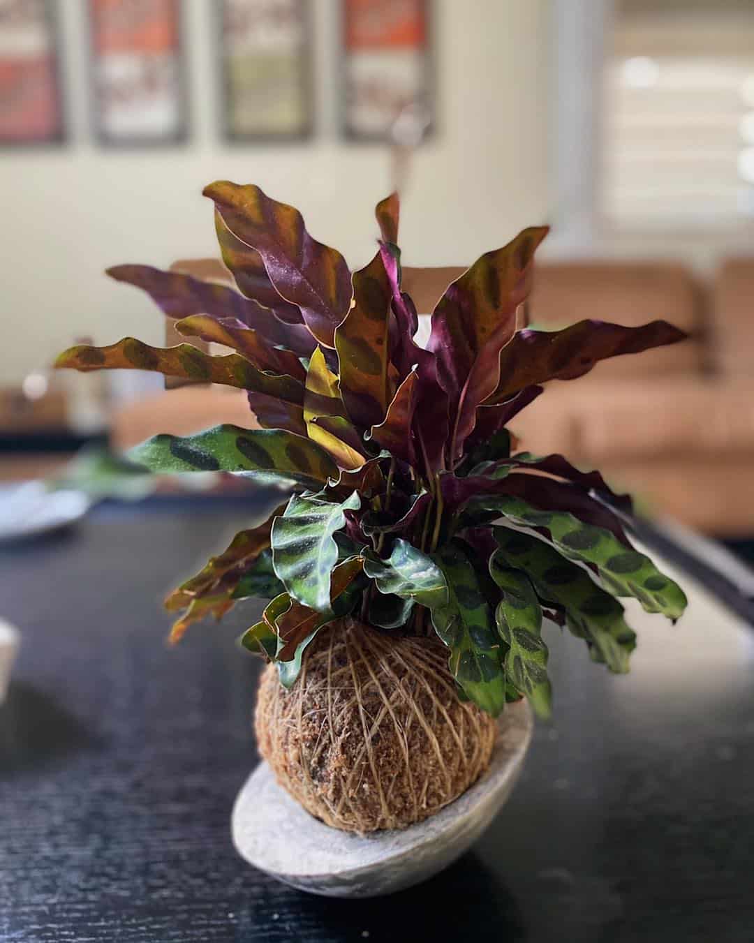 Image represents Calathea Rufibarba