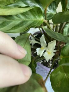 bloomed calathea plant in pot