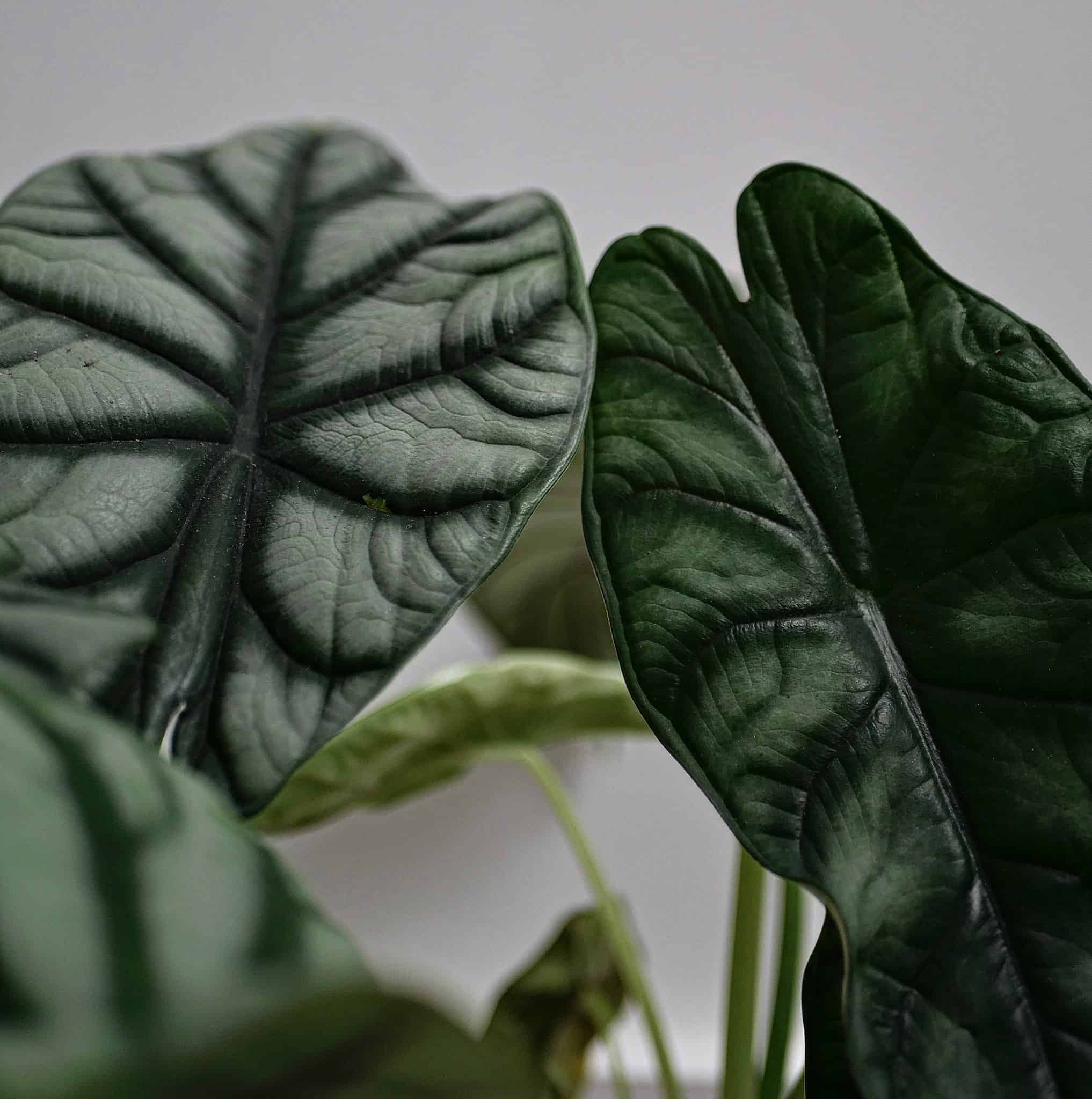 Dragon Scale Alocasia Care [Growing & Guiding A "Jewel Aroid"]