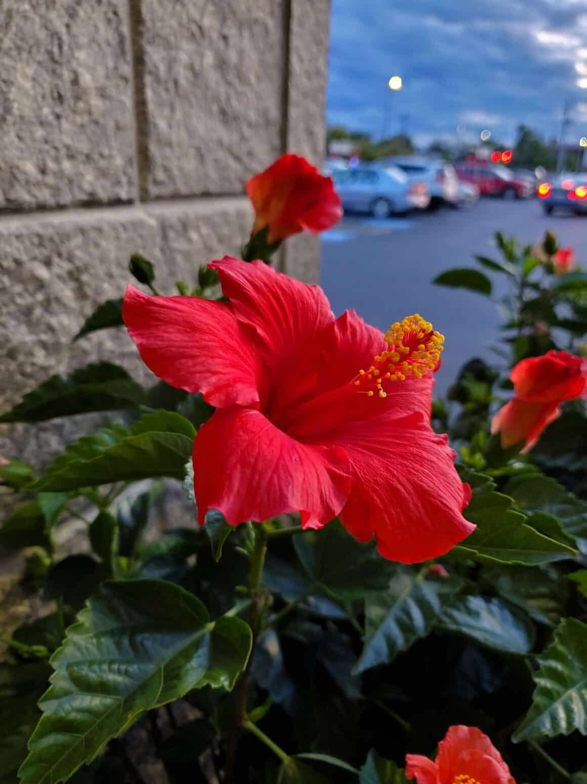 Hibiscus Poisoning in Cats [Diagnosis and Recovery Tips] Plants Craze