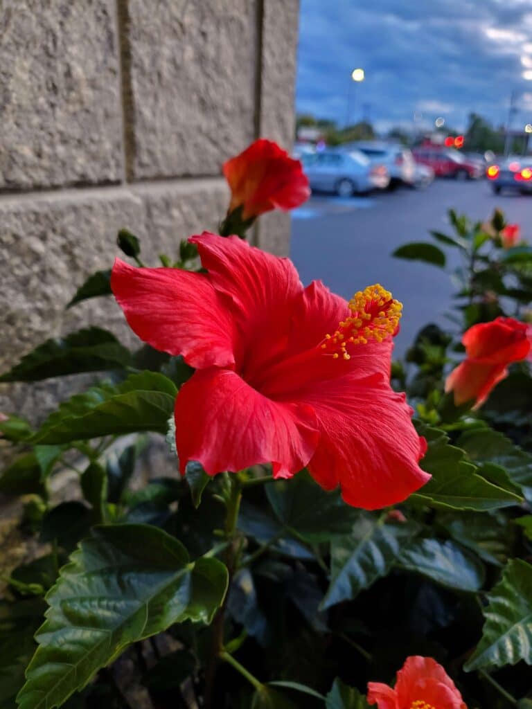 Hibiscus Poisoning in Cats [Diagnosis and Recovery Tips] Plants Craze