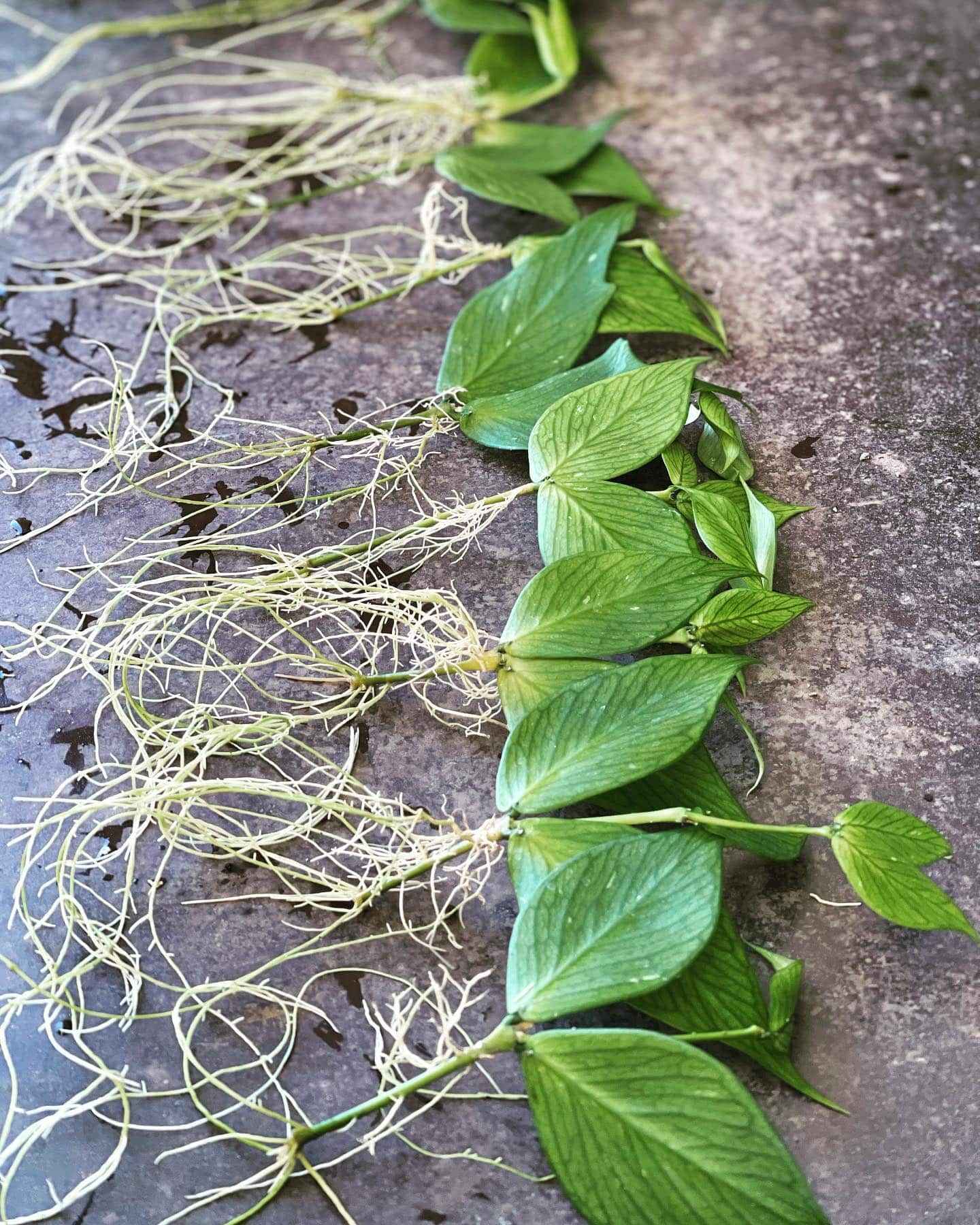 Image represents rooted Hoya stem cuttings