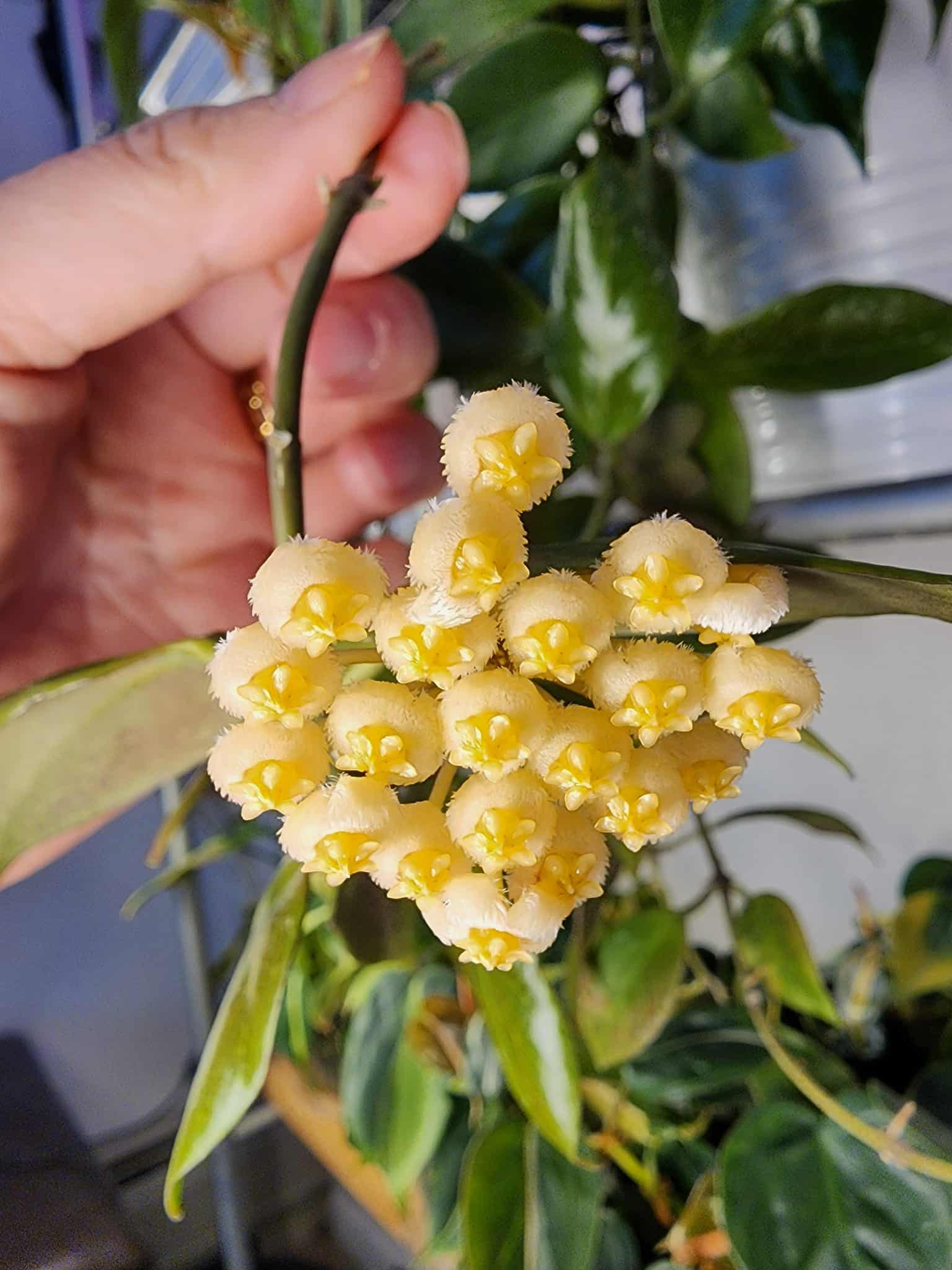 Image represents flowers of Hoya Sunrise plant