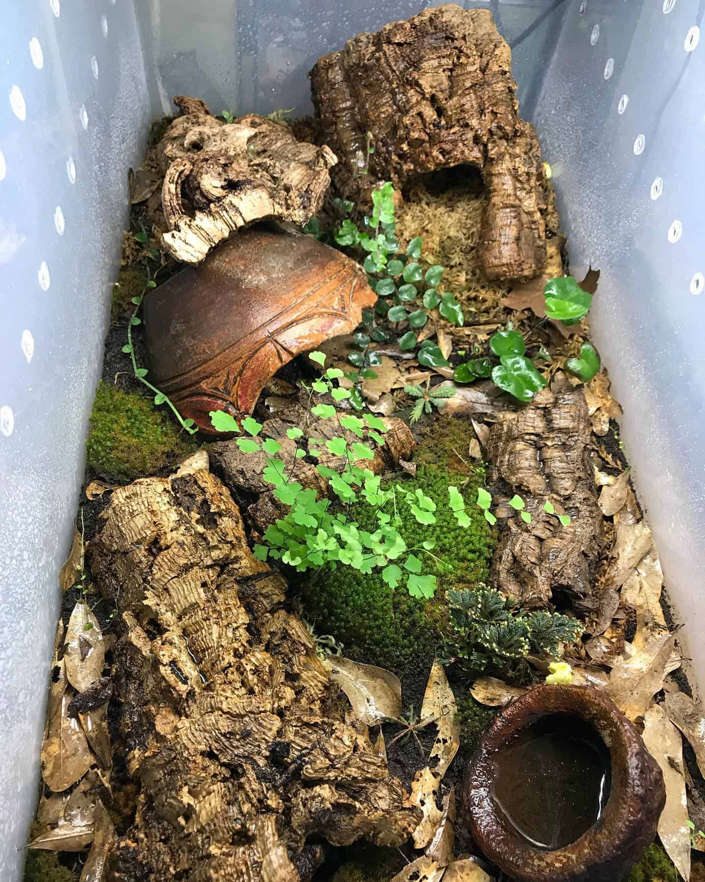 Image represents a large Terrarium for plants and animals