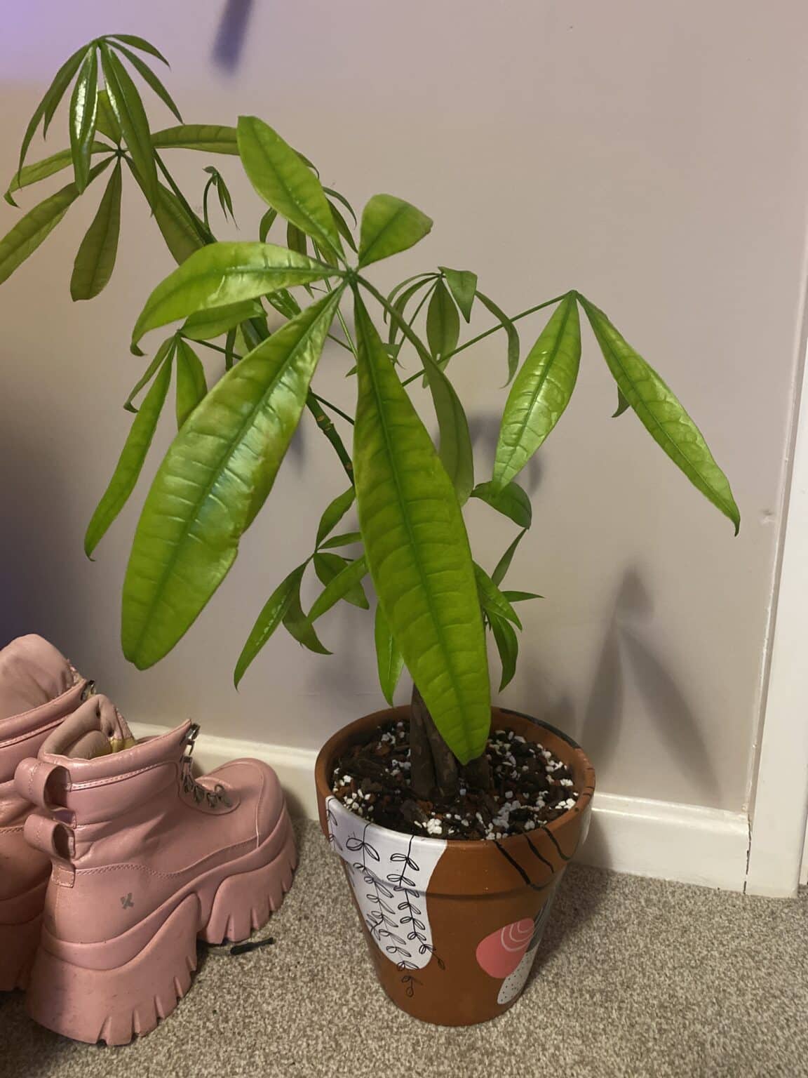 Money Tree Leaves Turning Brown [With Easy Fixes] - Plants Craze