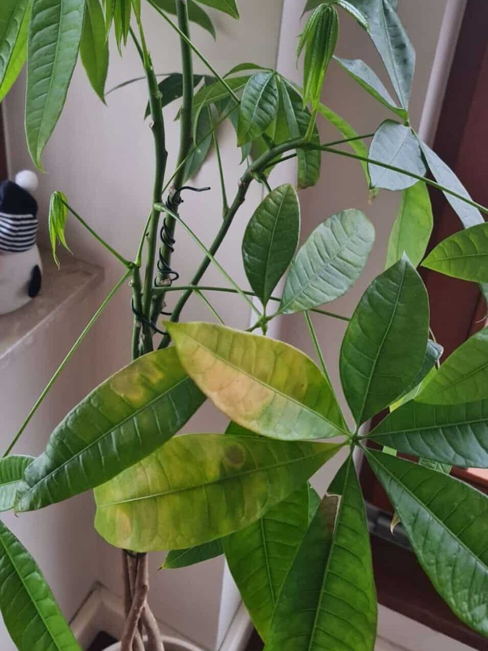 Money Tree Leaves Turning Brown [With Easy Fixes] - Plants Craze