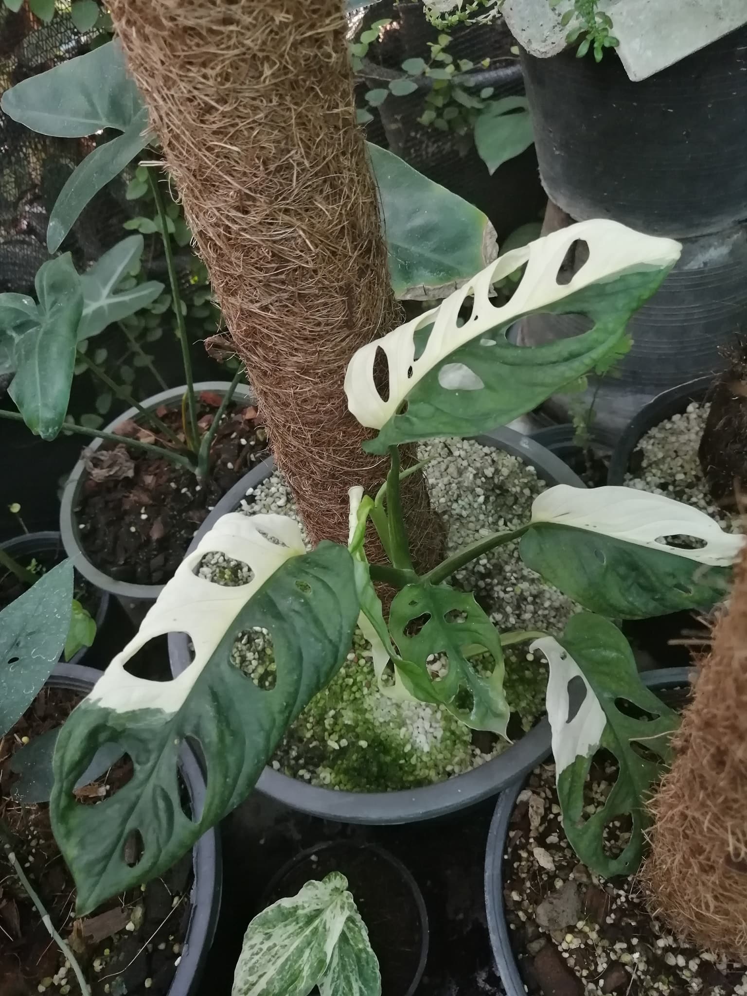 A Monstera Variegated plant growing in moss pole