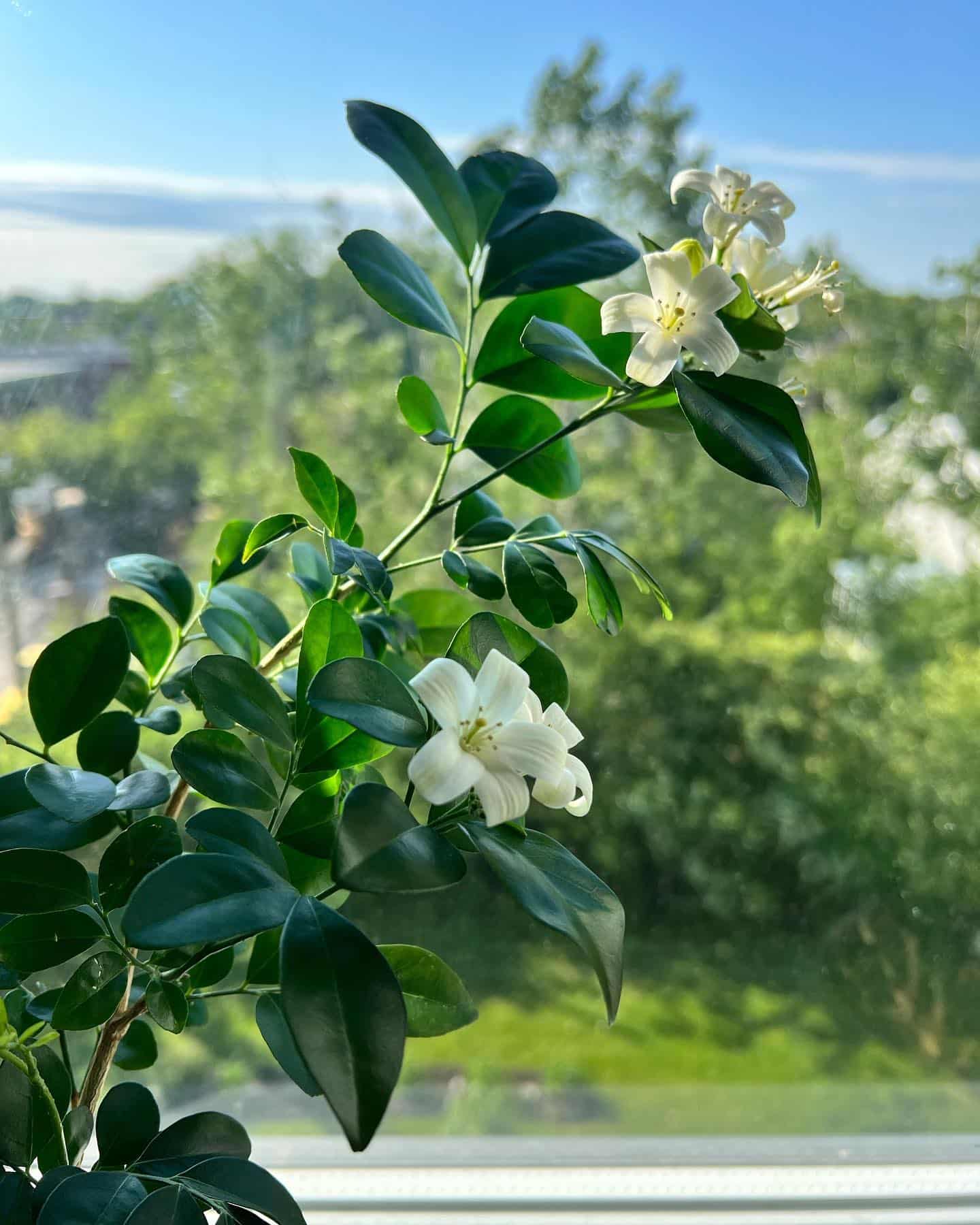 Image represents Orange Jasmine plant near a windowpane