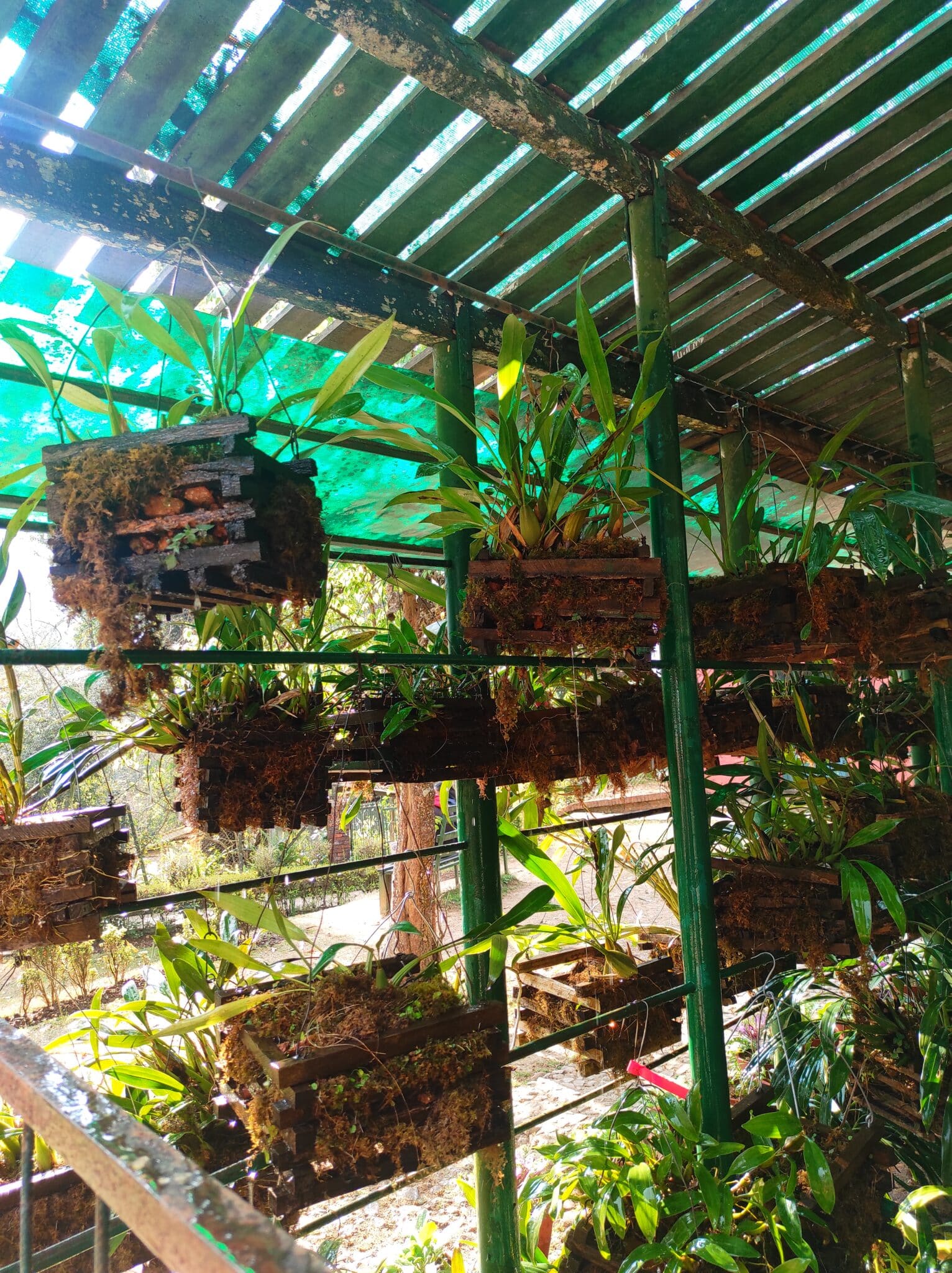 Image represents Orchids plants growing in hanging baskets