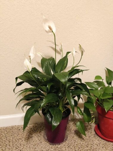 Top 10 Best Indoor Plants for Oxygen - Plants Craze