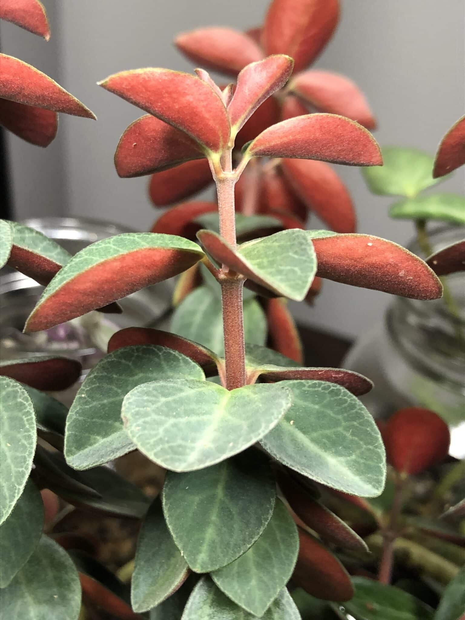 Peperomia Verticillata