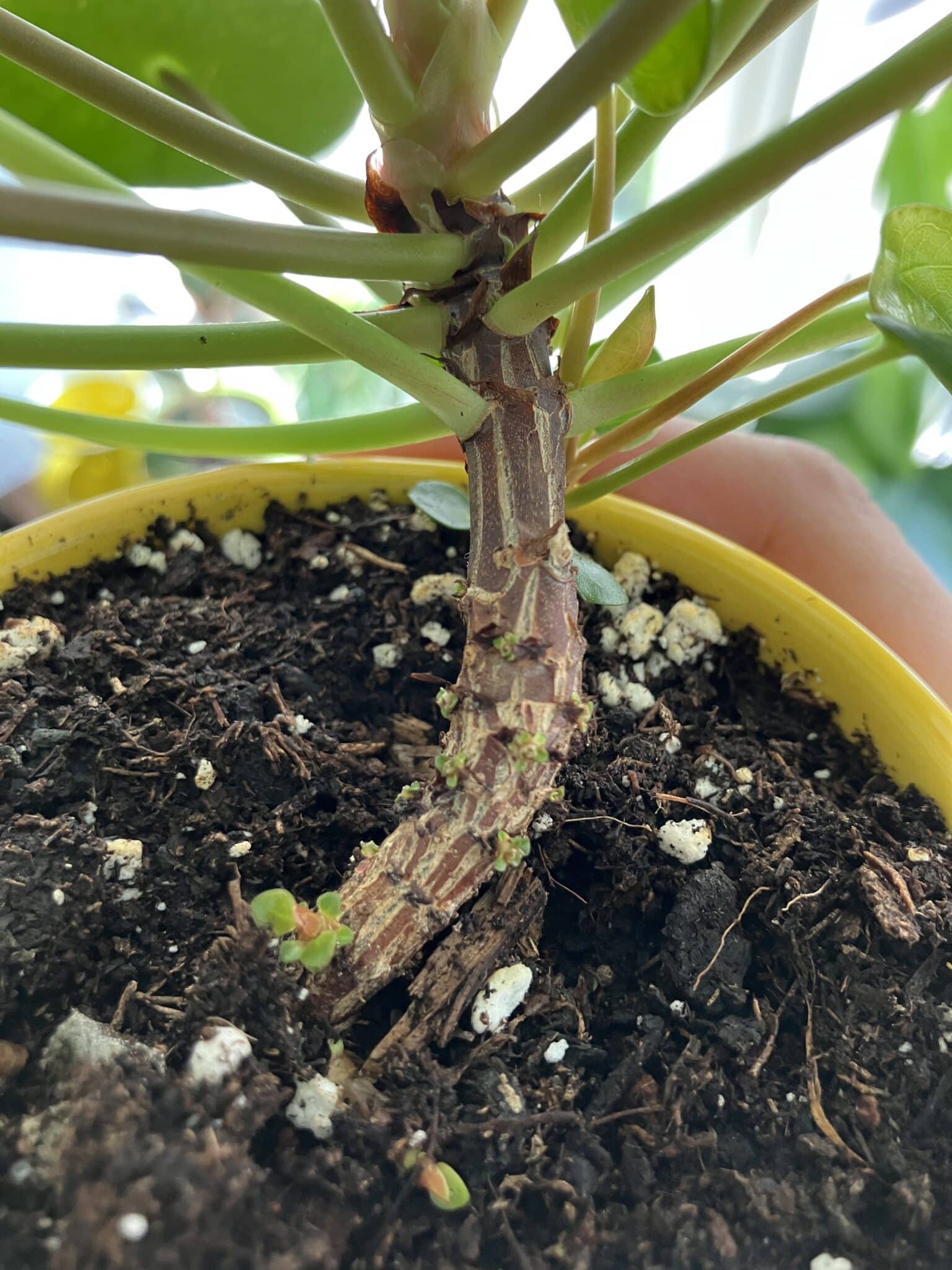 Pilea soil and buds