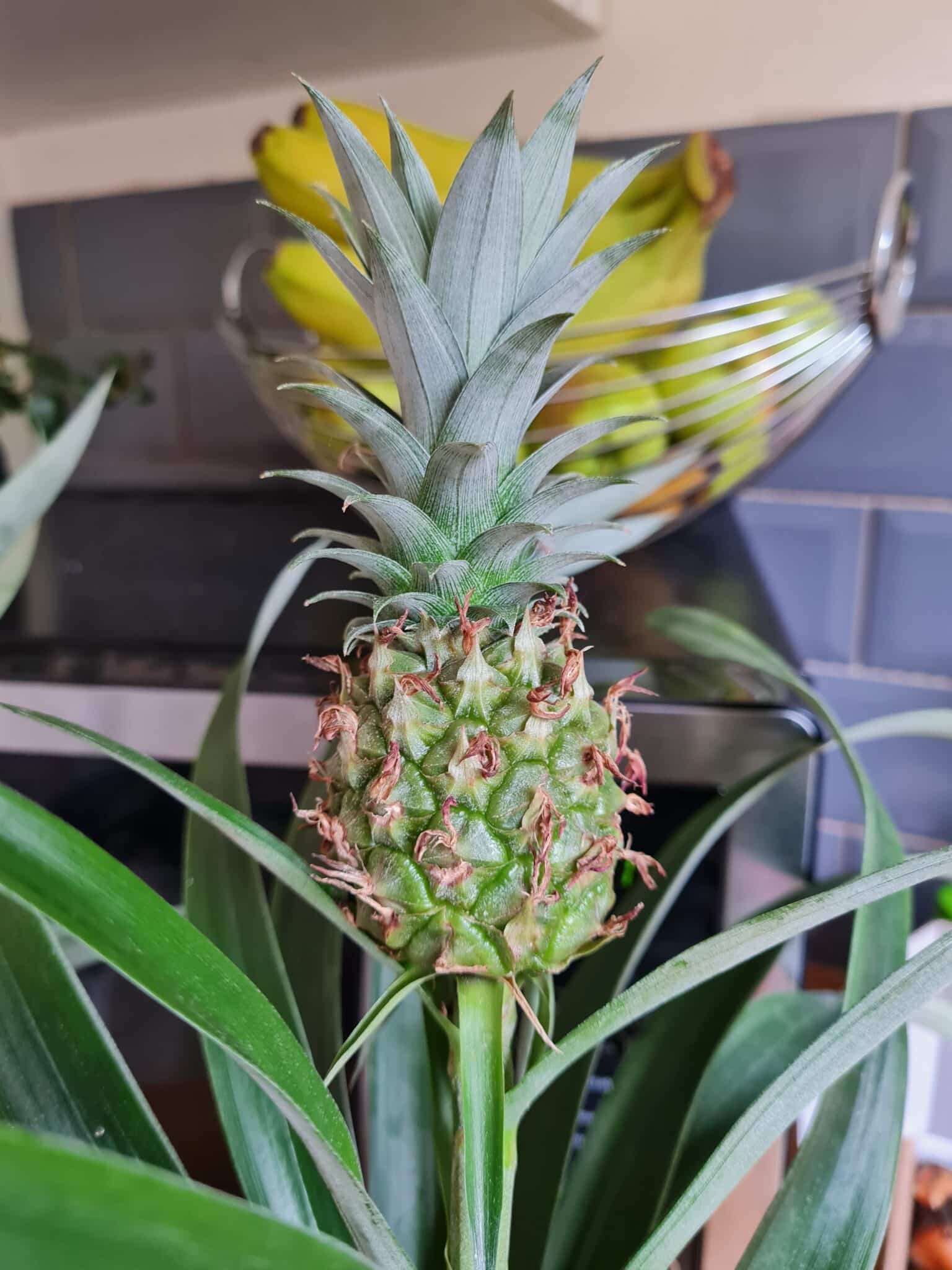 How Long does it Take to Grow a Pineapple? Plants Craze