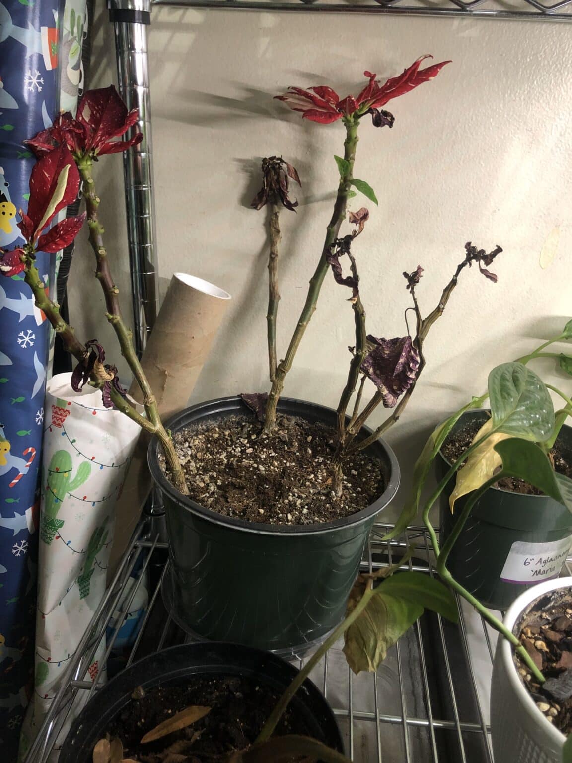 5+ Reasons for Poinsettia Leaves Turning Yellow Plants Craze