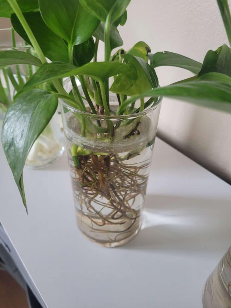 Pothos for Aquarium? Get Best Using Guide - Plants Craze