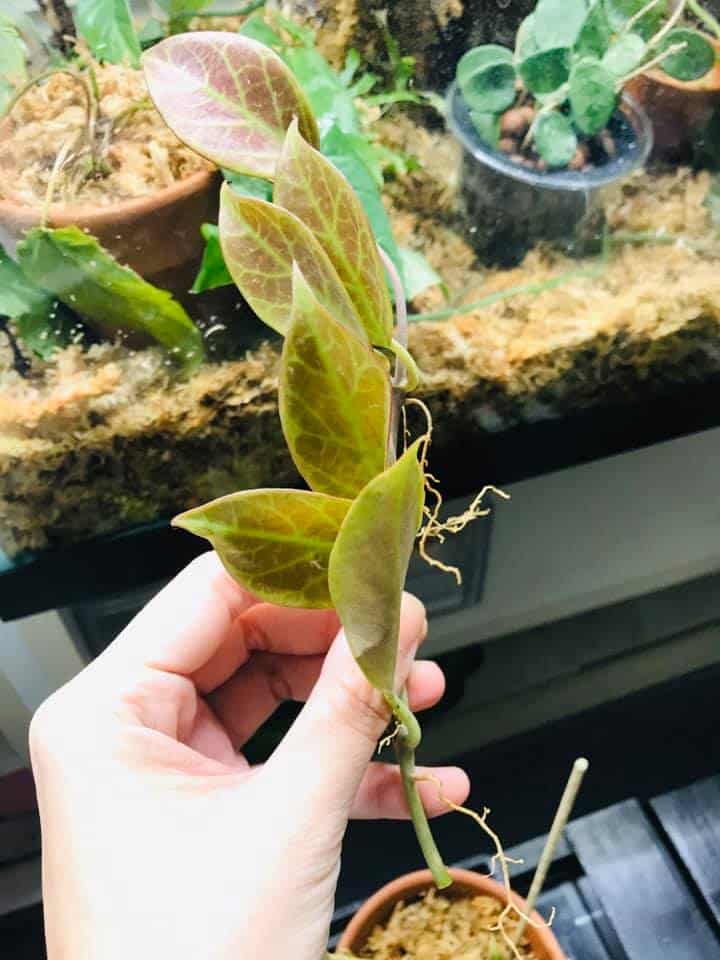 Image represents Hoya stem cuttings