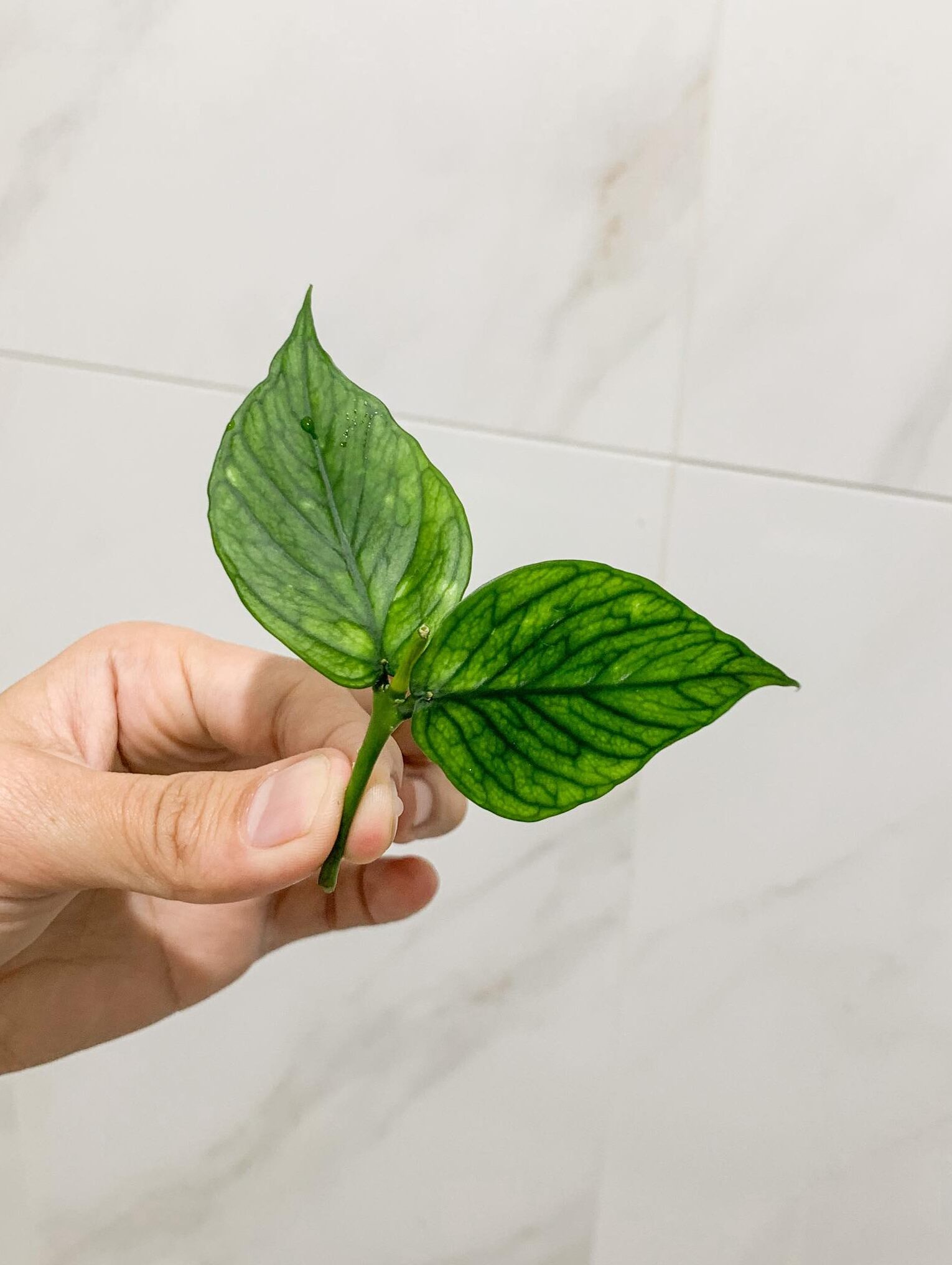 Image represents stem section of Hoya Polyneura