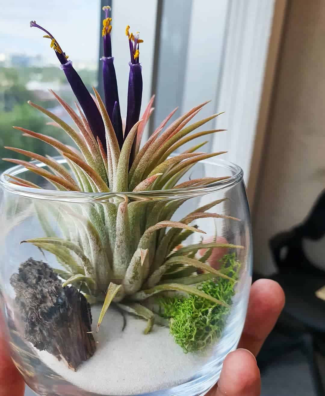 Image represents a Tillandsia Terrarium