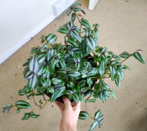 Tradescantia Zebrina