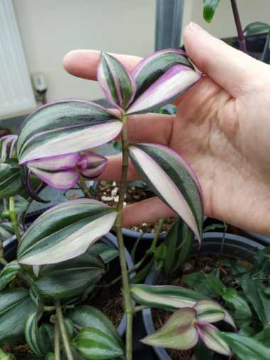 Tradescantia Varieties [9+ of the Best you can Choose From]