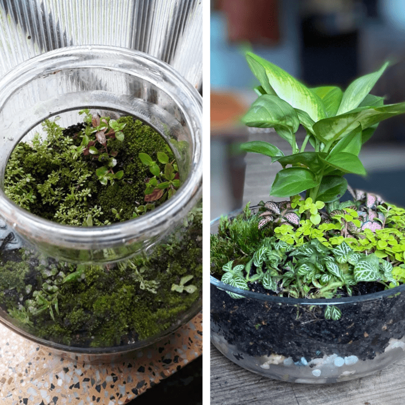 Top DIY Terrarium Ideas for Indoor Gardening Plants Craze