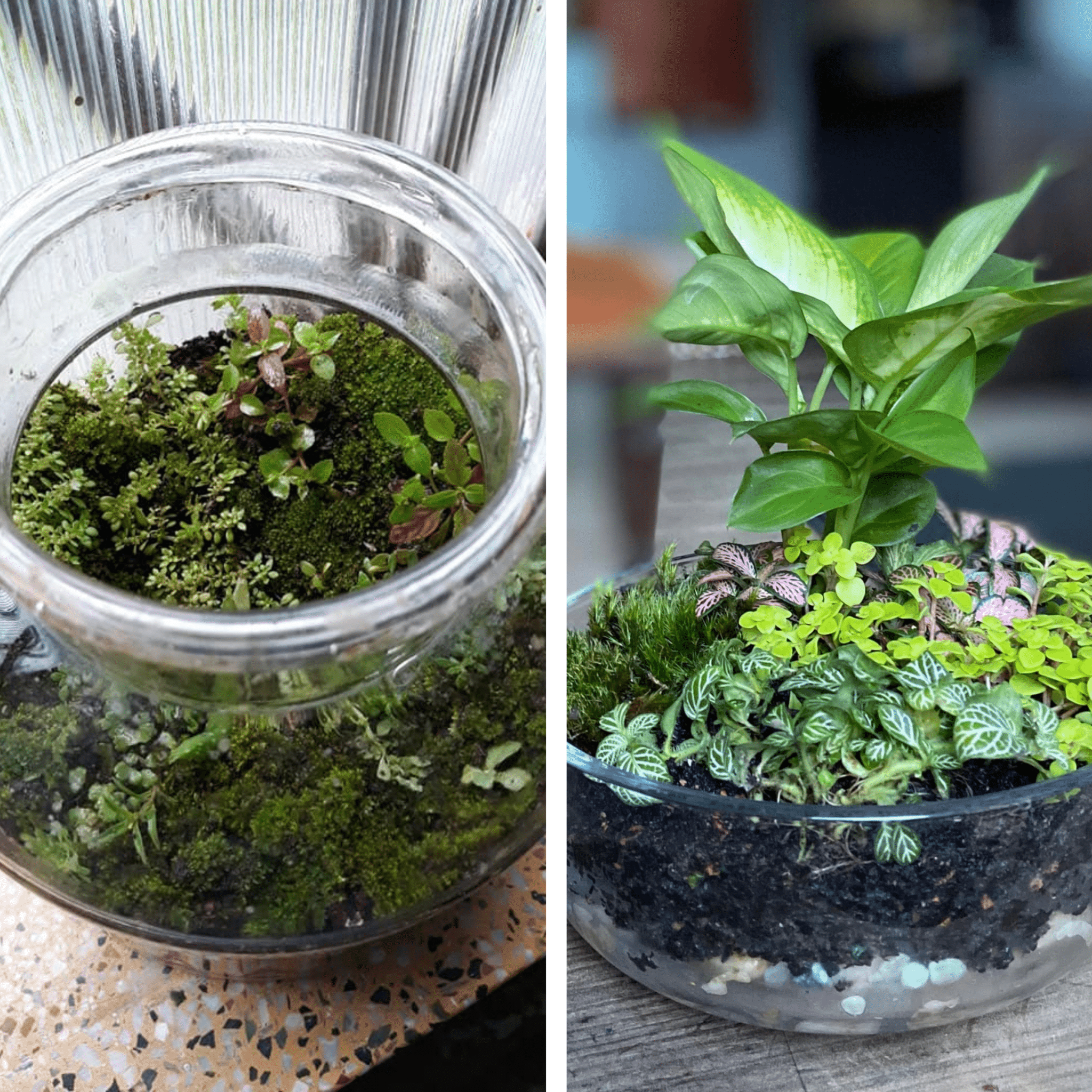 Image represents the type of Open Terrarium