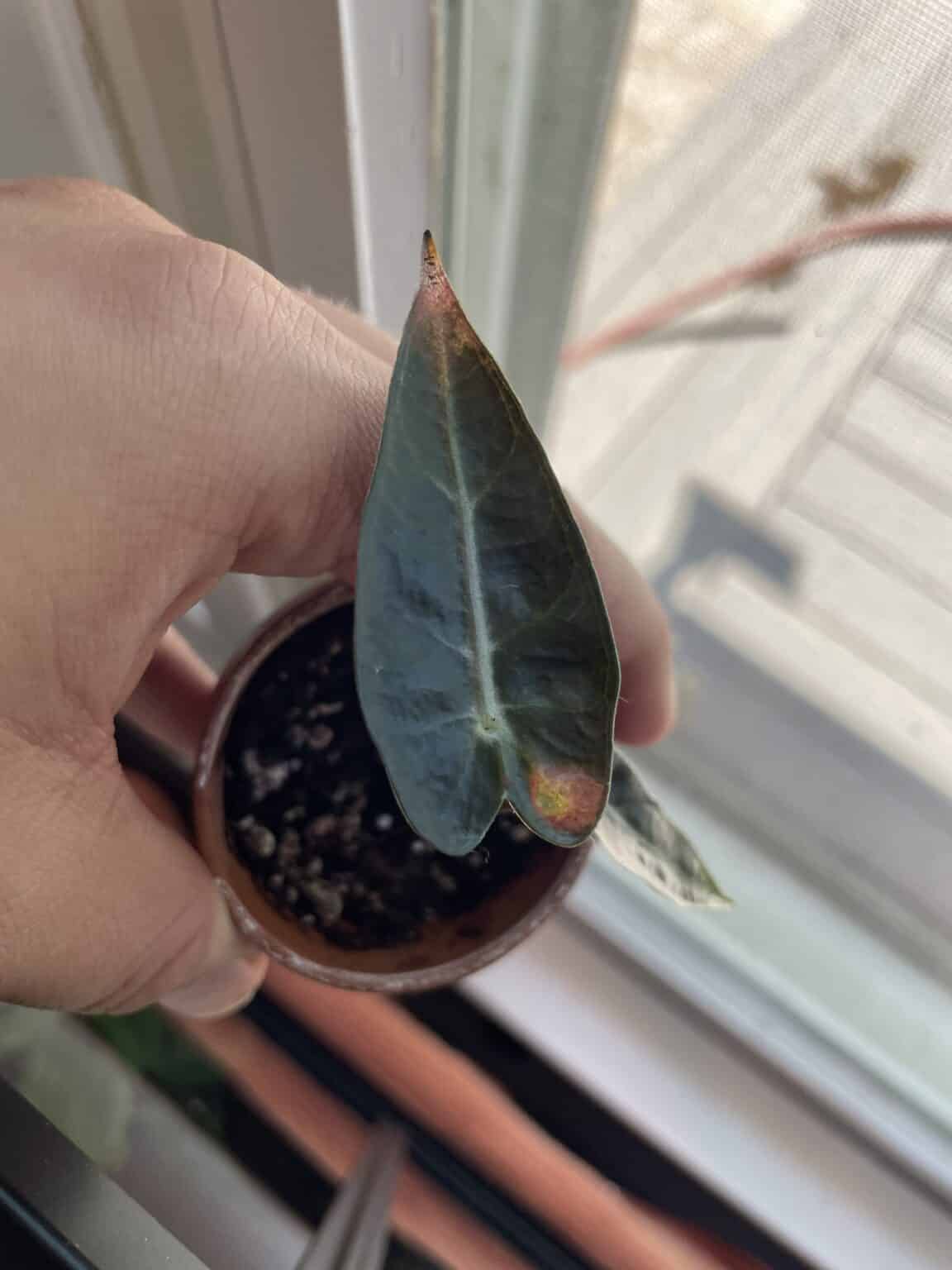 Alocasia Light Requirements [What is the Optimum Light Level?]