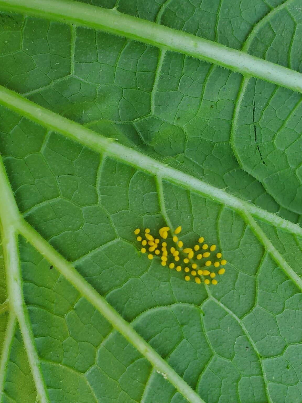 Insect Eggs On Leaves 9 Insects Eggs Identification Tips