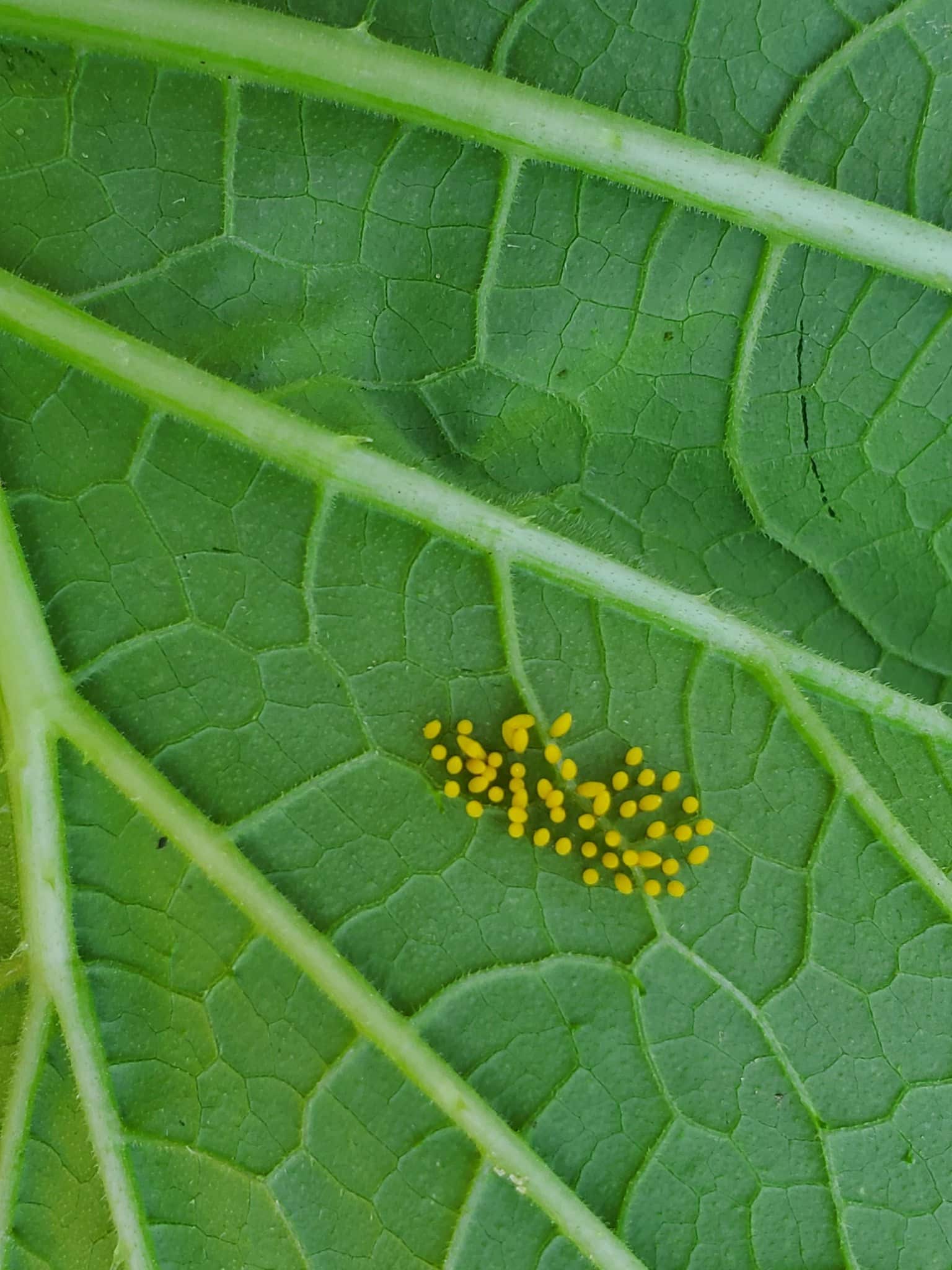 aphids on zucchini leaves