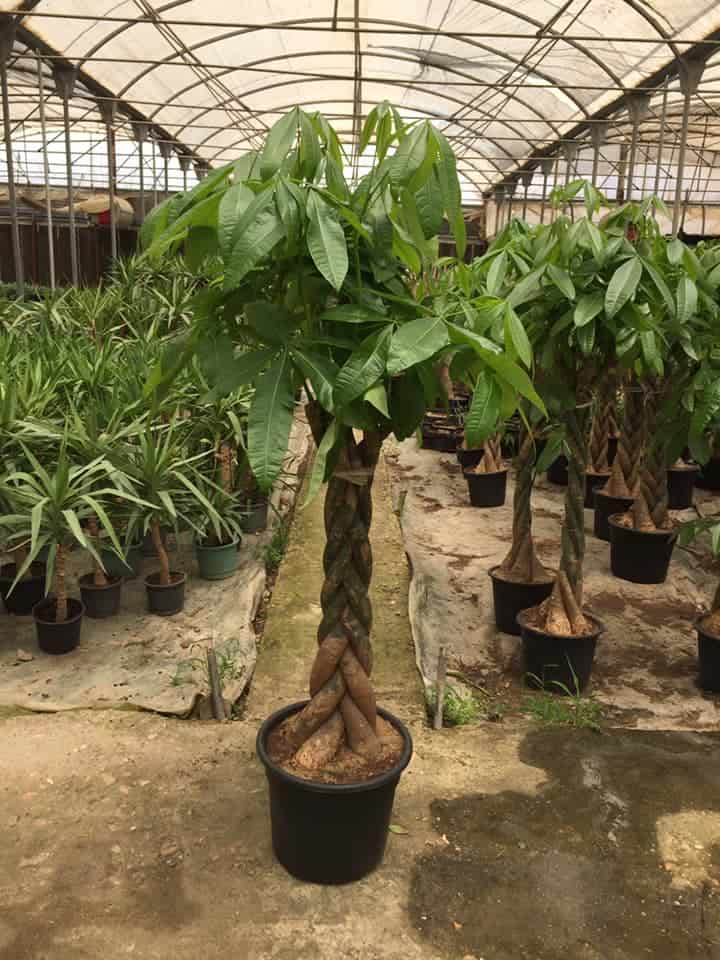 Braided money trees in greenhouse