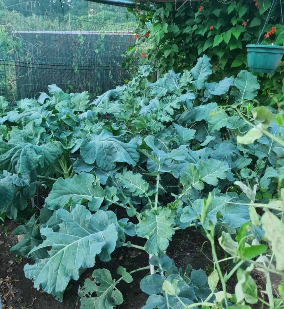 Best Winter Vegetables In Garden Plants Craze