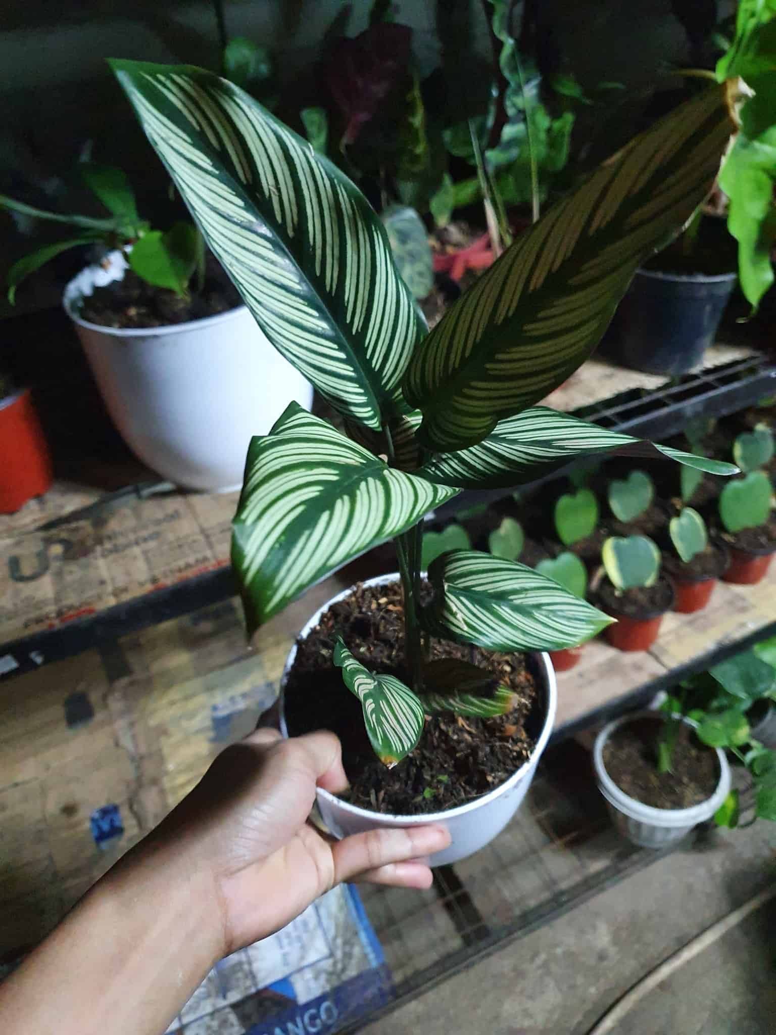 Potted Calathea White Star in a hand