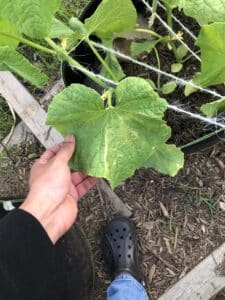 Cucumber plant in the garden