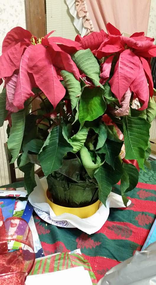 5+ Reasons For Poinsettia Leaves Turning Yellow - Plants Craze