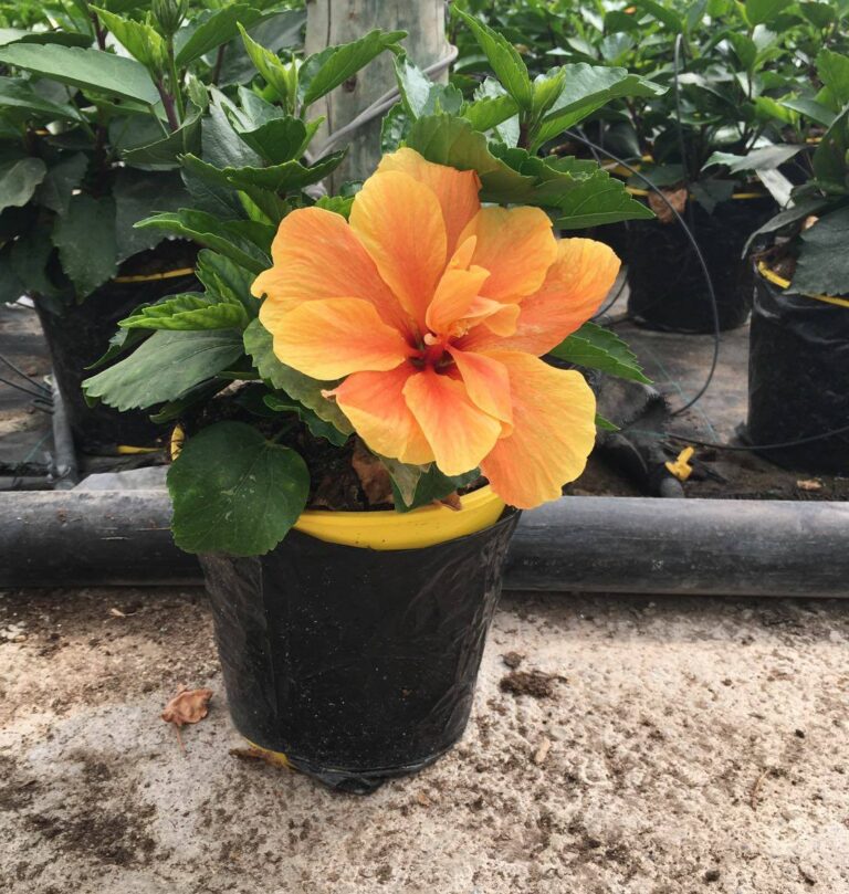 5+ Reasons Behind Hibiscus Leaves Turning Yellow Plants Craze