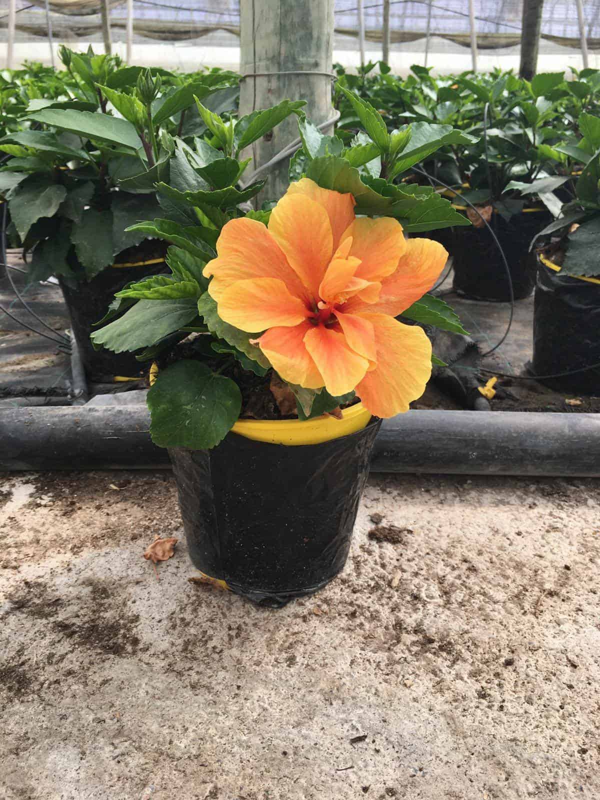 Hibiscus with flower