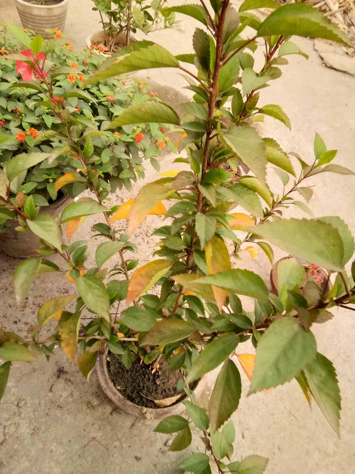 Yellowing of bottom leaves