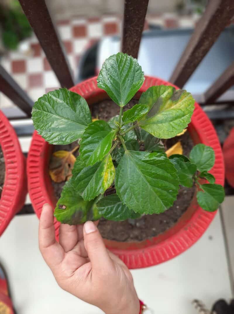 5+ Reasons Behind Hibiscus Leaves Turning Yellow Plants Craze