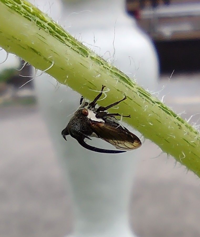 plant infested with insects