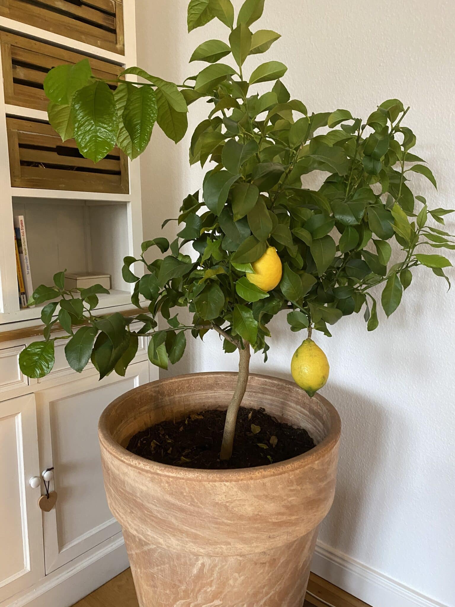 A Small Lemon Tree in a Pot 